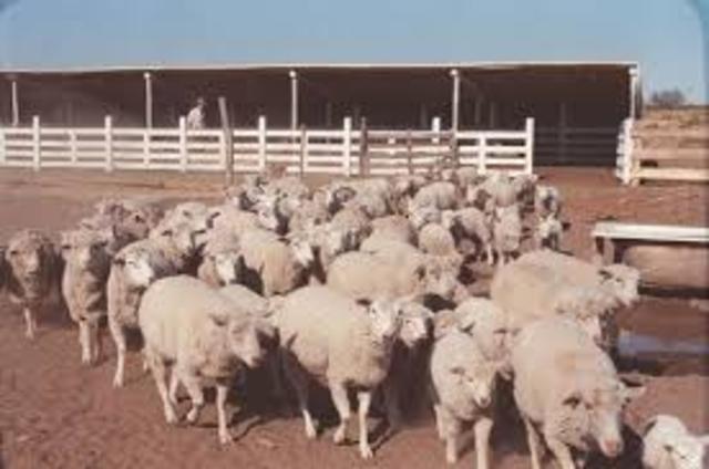 Abortos por Clamidia