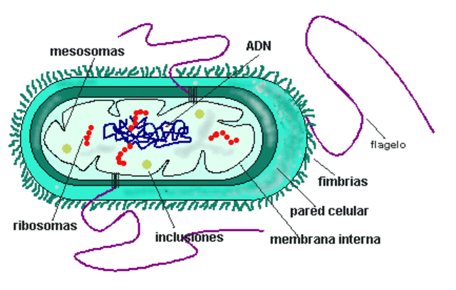Las bacterias son microorganismos unicelulares