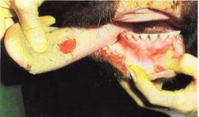 Descubrimineto Del Virus De La Fiebre Aftosa