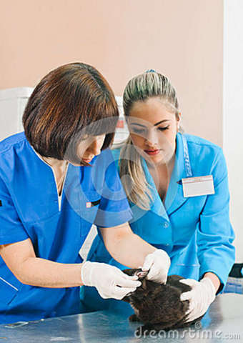 Primeras Mujeres Veterinarias