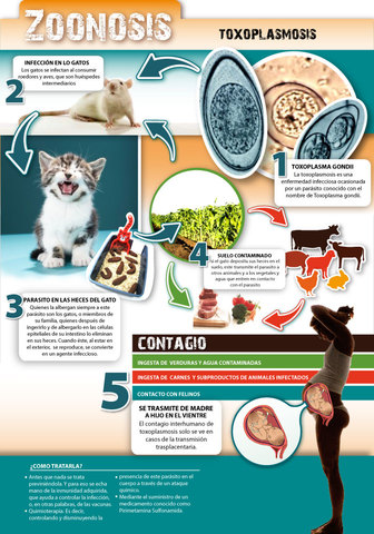 Se Denomino La Palabra Zoonosis