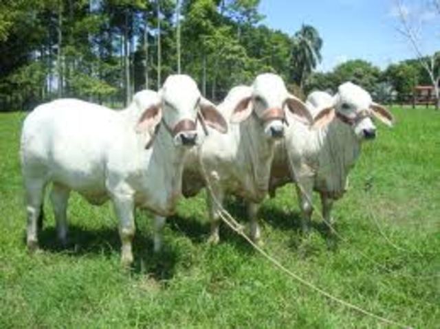 enfermedades de los ganados,