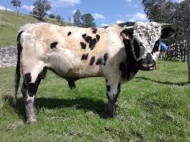 musulmanes que hicieron motables aportes a la ciencia veterinaria.