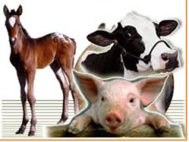 Los animales, con excepción de lso equinos, eran embarcados y mantenidos vivos con el objetivo de alimentar la tripulación durante el viaje.