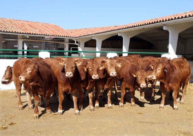 hospitalizacion bovina