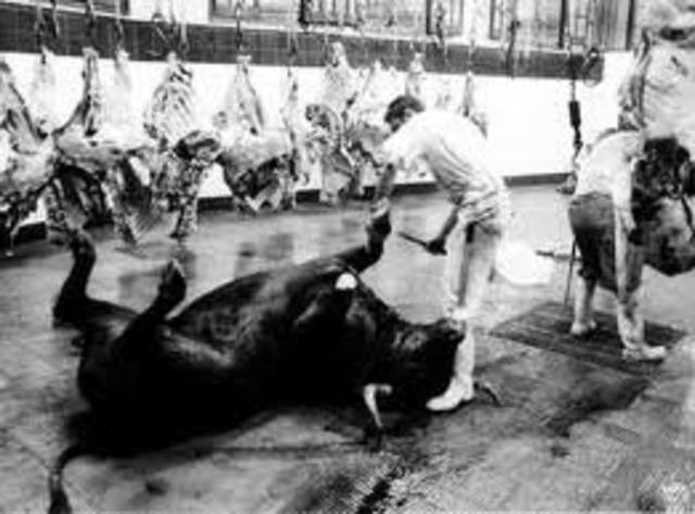 reglas para mataderos