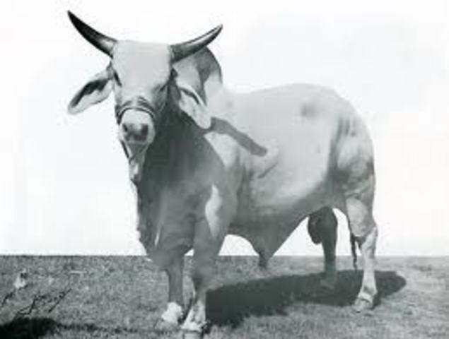 peste bovina po accidente