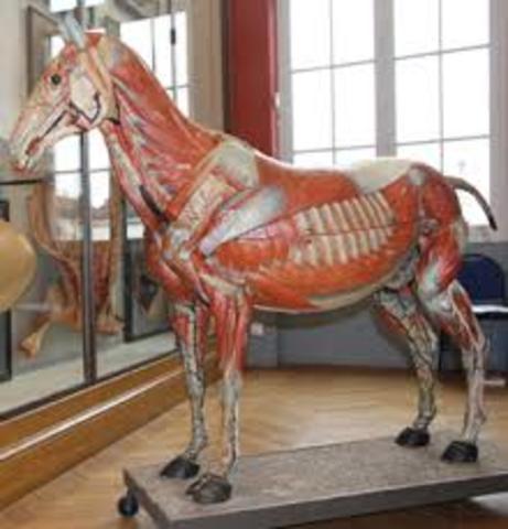 se abre museo veterinario apl publico