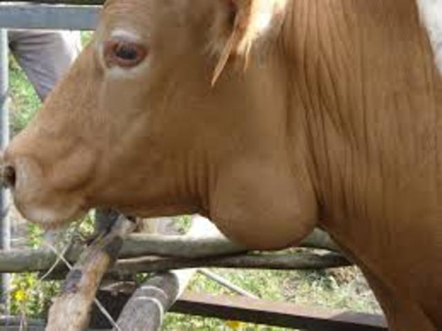 TEILERIOSIS BOVINA