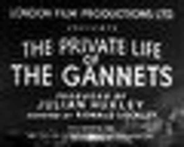 The Private Life of the Gannets