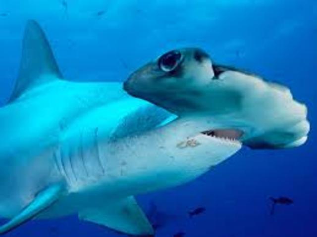 Hammerhead Attack