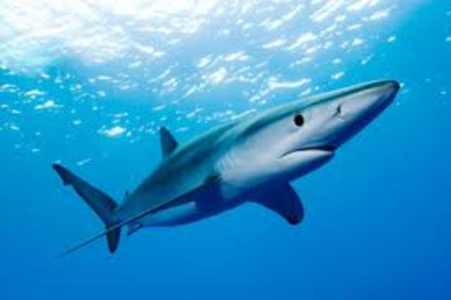 Blue Shark Attack