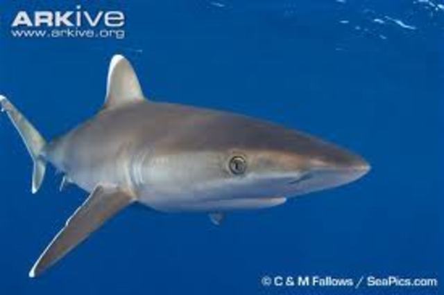 SilverTip Shark Attack