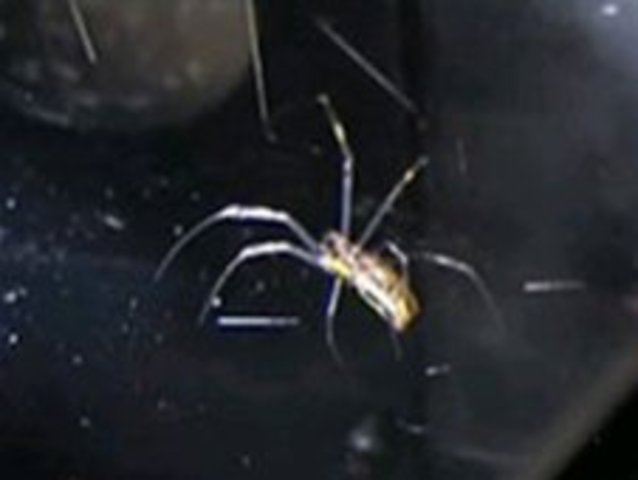 Specific Spiders Spinning in Spacial Space