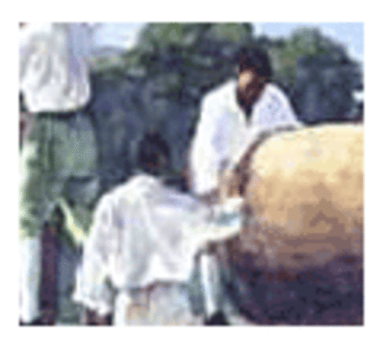 British form an alliance with patriots' slaves