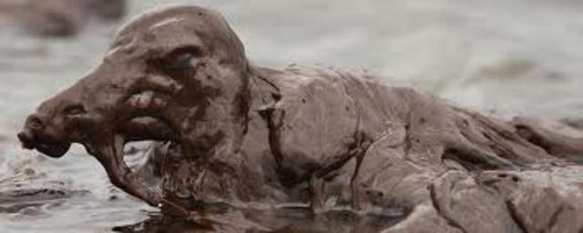 Deep water horizon BP oil spill