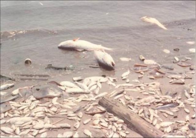 Gulf of Mexico Dead Zone