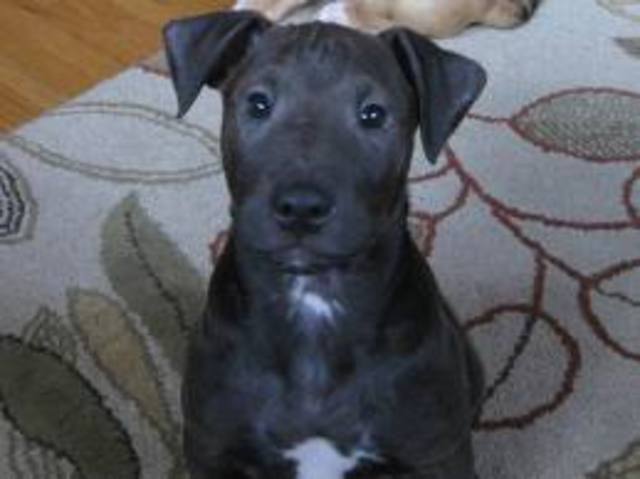 Got my first blue pit