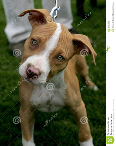 Puppy in a snowstorm