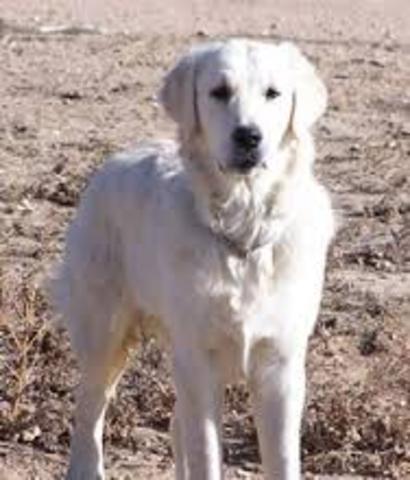 Family dog, Angel passed away