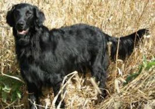 I picked out our new dog, Keeler