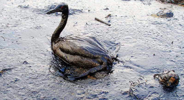 Exxon Valdez Oil Spill