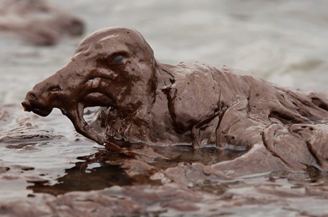 BP Oil Spill