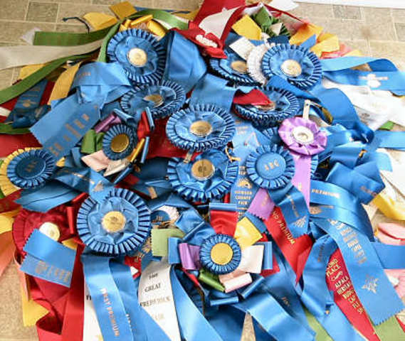 Mi marrano es muy bueno y gano todo la competicion.