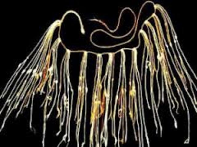 Sistema de numeración inca (Siglo XV-XVI)