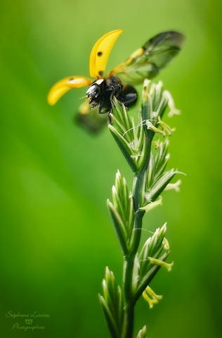 Exposition : "Lumières d'insectes