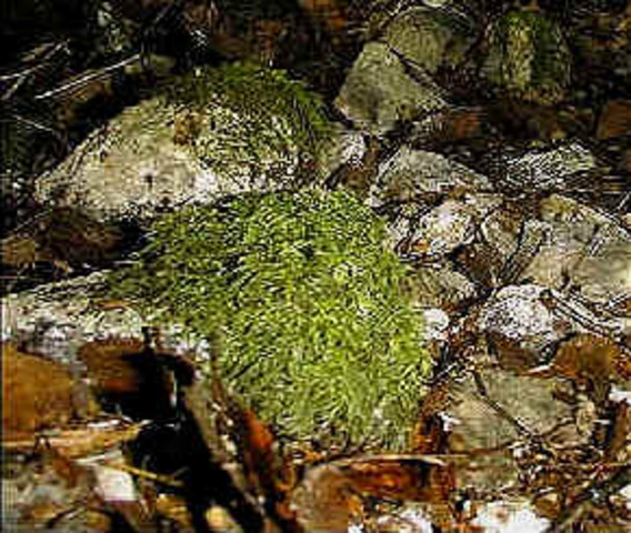 Pioneer Species: Lichens and Moss