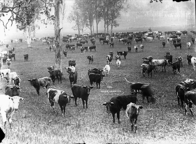 tragedy of the commons