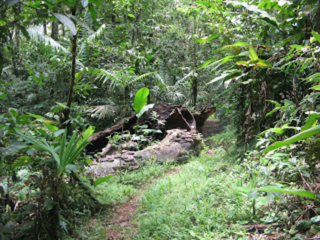 Is this a Rainforest?