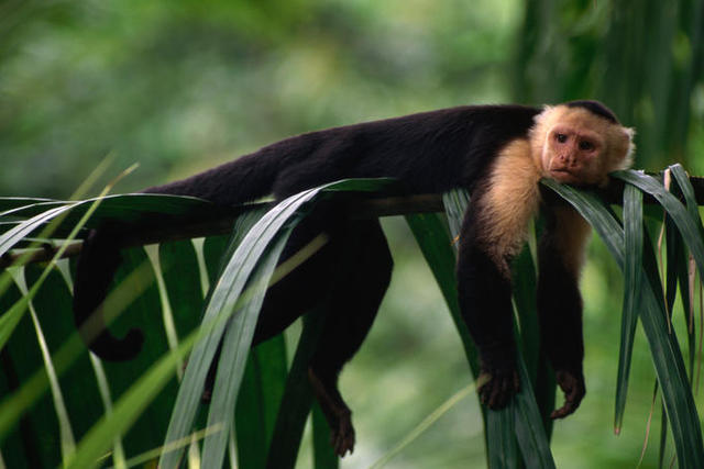 How the forest Swings