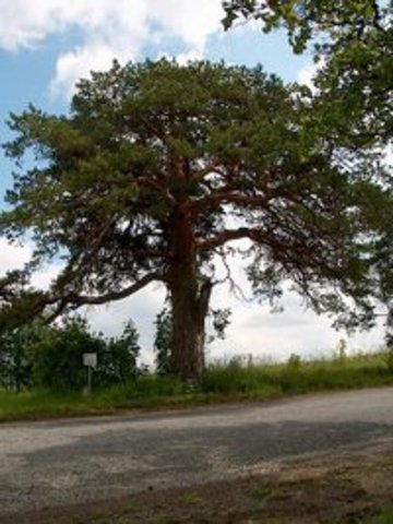 Toimus esimene õppenõukogu koolimaja taga mändide all