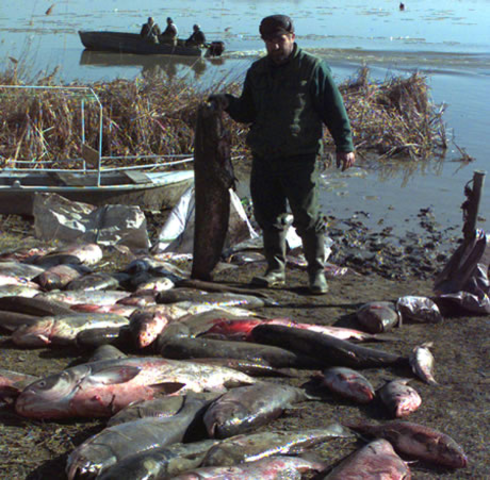 Baia Mare Cyanide Spill