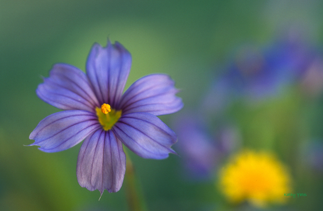 CSPF Awards Grants to Park Organizations