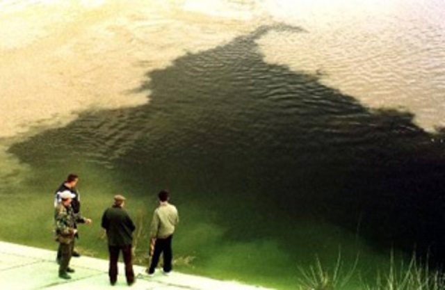 Baia Mare Cyanide Spill