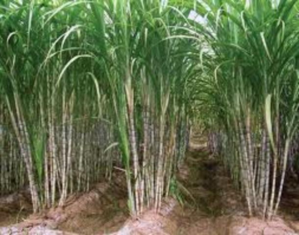 Systematic Agriculture