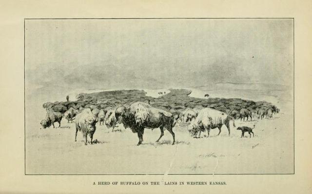 US Sheltered The Single Herd Of Buffalo Left