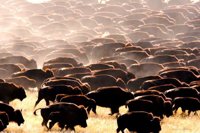 Only 1000 Buffalo Survive After A Century