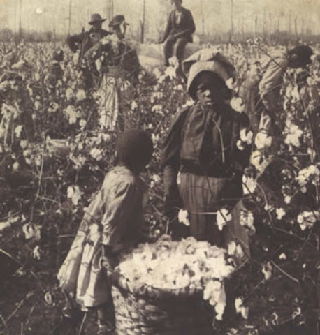 Southern Supply of Cotton
