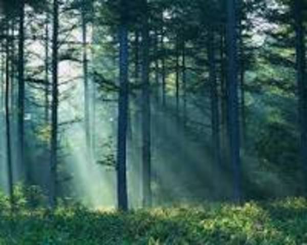 congress became upset becasue Roosevelt was waving so much forest land so they banned further withdrawals