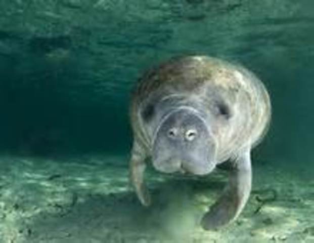 US Fish And Wildlife Service