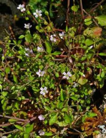 forest fire 90 years later