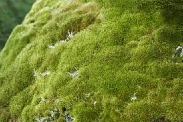Moss and Lichen