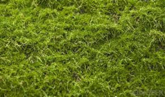 Moss