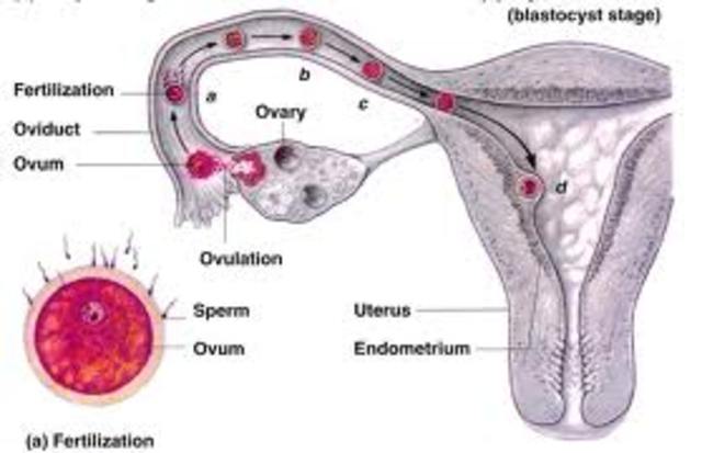 Period of the Zygote.