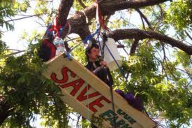 Julia Butterfly Hill sat in tree "Luna" for 700+ days to protest deforestation