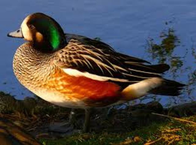 Migratory Bird Hunting Stamp Act